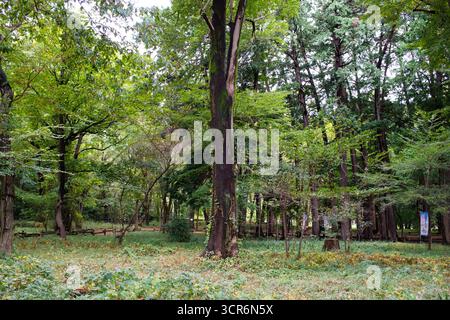 TOKIO, JAPAN - 28. OKTOBER 2024 - Horizontales Bild der erstaunlichen Natur im Inokashira Park, während des Herbstes, der Zeit, in der die Blätter fallen Stockfoto