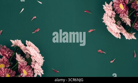 Rahmen aus rosa und violetten Chrysanthemenblüten mit verstreuten Blütenblättern auf dunkelgrünem Hintergrund. Draufsicht, flach, Kopierbereich. Stockfoto