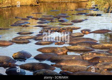 Die Flusspferde sind in einem Fluss zur goldenen Stunde im Serengeti-Nationalpark gepackt Stockfoto