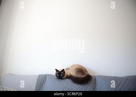 Eine Katze schläft oder ruht auf einem Sofa, Wohnzimmer. Stockfoto