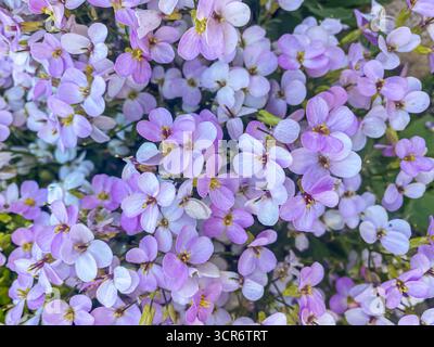 Close-up Blumen von Arabis Rosabella. Rosa Arabis caucasica Hintergrund. Arabis alpina, Gebirgsfelsen oder Alpenfelsen-Kresse. Stockfoto
