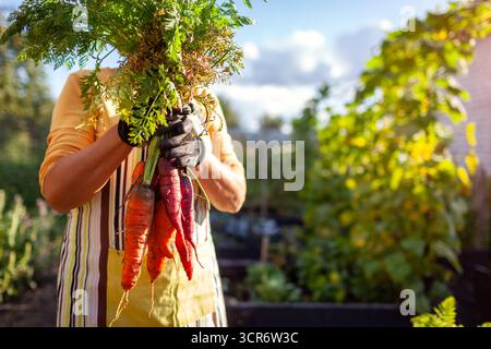 Karottenernte. Nahaufnahme reifer Bio-Karotten in den Händen des Bauern. Gärtner pflückt Gemüse aus Hochbeeten. Herbstliches Erntegut. Kopierbereich Stockfoto