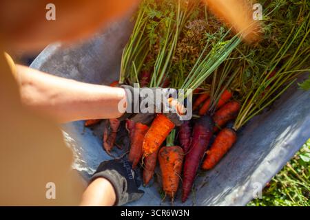 Karottenernte. Ein Bauer, der reife Bio-Karotten in die Schubkarre legt. Draufsicht der herbstlichen Gemüsekultur. Anbau von gesunder Nahrung im Garten Stockfoto