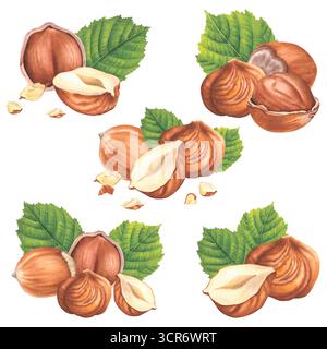 Geschälte Haselnüsse und geschnittene Stücke mit grünen Blättern. Handgezeichnete Aquarellillustration von Wald-filbert-Nüssen auf isoliertem Hintergrund. Stockfoto
