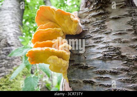 Das Huhn des Waldes, Aulphur polypore, Schwefelschelfe (Laetiporus sulphureus), an einem Baumstamm, Deutschland, Nordrhein-Westfalen Stockfoto