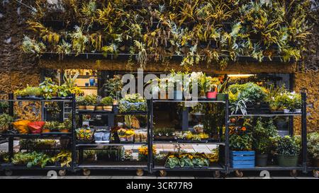 Farbenfrohe Blumenladen mit Regalen voller Topfpflanzen, Blumen und Grün, vor einer rustikalen Wand mit üppigem vertikalen Garten Stockfoto