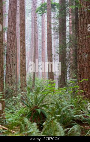 Üppiges Farnunterholz und hohe Bäume. Hohe Bäume und ein üppiger, gemäßigter Regenwald im Pazifischen Nordwesten. Stockfoto