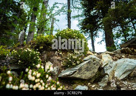 Ein Niedrigwinkelfoto in einem Wald zeigt üppige grüne Büsche und weiße Blumen, die zwischen den Felsen wachsen Stockfoto
