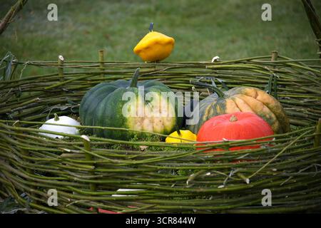 Verschiedene Kürbisse und Kürbisse in verschiedenen Farben und Formen sind in einem rustikalen Weidenkorb angeordnet, was eine bezaubernde Herbstszene schafft. Stockfoto