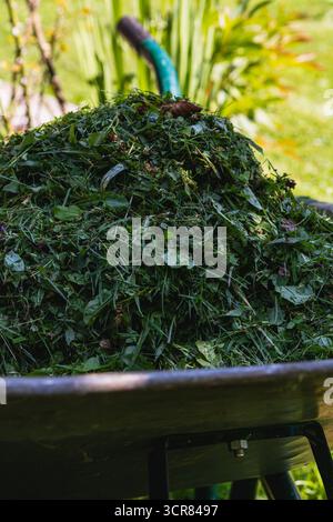 Frisch geschnittenes Gras und Blätter füllen eine Schubkarre und spiegeln die fleißige Gartenarbeit an einem sonnigen Nachmittag in einer lebhaften Umgebung wider. Stockfoto
