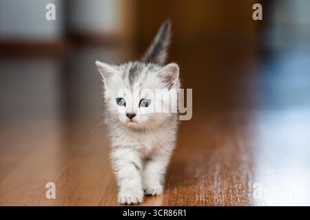 Rottweil, Deutschland. September 2025. Ein Kätzchen läuft in einem Wohnzimmer. Quelle: Silas Stein/dpa/Alamy Live News Stockfoto