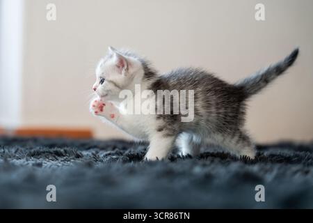 Rottweil, Deutschland. September 2025. Ein Kätzchen läuft in einem Wohnzimmer. Quelle: Silas Stein/dpa/Alamy Live News Stockfoto