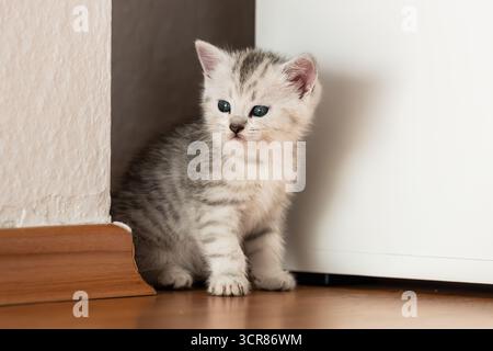 Rottweil, Deutschland. September 2025. Ein Kätzchen versteckt sich in einem Wohnzimmer. Quelle: Silas Stein/dpa/Alamy Live News Stockfoto