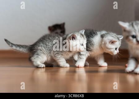 Rottweil, Deutschland. September 2025. Kätzchen laufen in einem Wohnzimmer. Quelle: Silas Stein/dpa/Alamy Live News Stockfoto