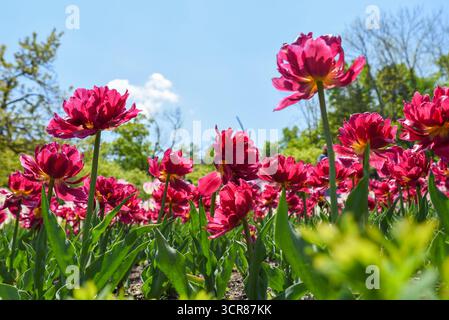 Üppige Doppel-Late Tulipa Alicante Tulpen in satten Magenta-Tönen erheben sich zwischen frischen grünen Blättern im hellen Frühlingssonnenlicht mit einem klaren blauen Hintergrund. Stockfoto
