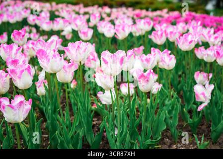 Gekräuselte Papageientulpen Silberpapageien mit silbrig rosa Blüten umrandet cremeweiß, buntes Laub, im Gartenbett mit sattem Hintergrundlicht. Stockfoto