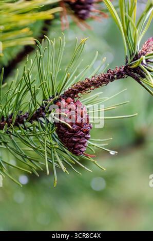 Kleiner Tannenzapfen, der noch auf nassem Ast hängt, in nebeliger Waldstille. Nahaufnahme des Kiefernzapfens nach Regen, Schuss auf Augenhöhe im Wald mit sanfter Stimmung, natürlich Stockfoto