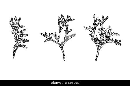 Wacholder, Schwarzweiß-Skizze. Vektorabbildung. Satz Winterzweige, isoliert auf weißem Hintergrund. Neujahrskonzept, Geschenke, Karten, Invi Stock Vektor
