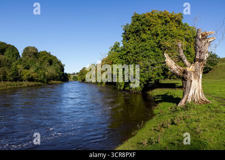 Ein wunderschöner Blick auf die Bäume entlang des geschwollenen Wassers des Flusses Wharfe zwischen Grassington und Burnsall im Yorkshire Dales National Park. Stockfoto