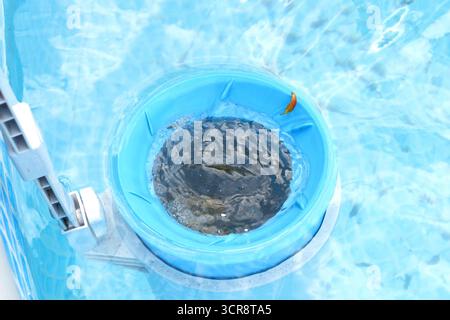 Draufsicht auf den blauen Skimmer zur Reinigung des Pools im klaren Wasser. Reinigungskonzept für kontaminierte Pools. Stockfoto