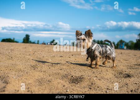 Ein niedlicher Yorkshire Terrier, der ein Hundegeschirr trägt, steht an einem Sandstrand im Freien unter einem hellblauen Himmel mit flauschigen weißen Wolken Stockfoto