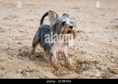 Ein verblüffter Yorkshire Terrier an einem Sandstrand blickt seitwärts, die Augen breit, der Mund offen, der vordere Körper leicht abgesenkt, und fängt einen neugierigen Moment ein Stockfoto