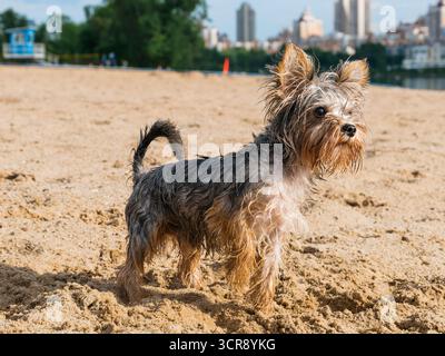 Ein neugieriger Yorkshire Terrier an einem Sandstrand hebt seine Pfoten, während er zur Seite blickt und die Umgebung am Meer genießt Stockfoto