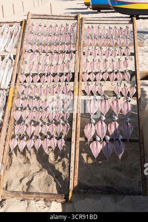 Fische, die am Strand von Nazaré, Portugal, geheilt werden Stockfoto