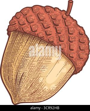 Handgezeichnete Vektor-Herbstelemente. Herbstblätter, Pilze, Ahorn, Eicheln, Beeren, Eiche, Kürbisse. Erntezeit. Farbige trendige Illustration Herbst flo Stock Vektor