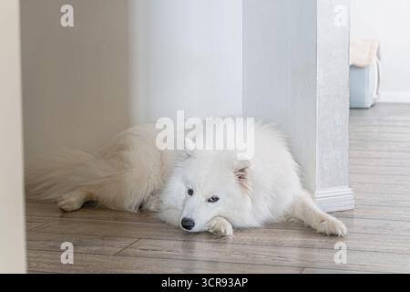 Flauschiger weißer samoyed-Hund auf Holzboden in hellem, modernem Haus, Innenporträt von reinrassigem Spitzhund mit friedlichem Ausdruck, elegantes gemütliches atmos Stockfoto
