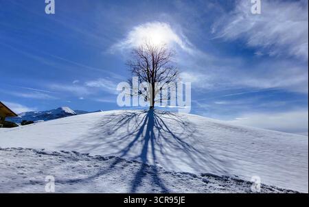 Winterlandschaft mit einem großen einsamen Baum auf einem schneebedeckten Hügel und die Sonne dahinter wirft einen langen Schatten im Schnee Stockfoto