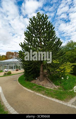 Der Botanische Garten im Schlosspark Münster-Westfalen. Deutschland, Nordrhein-Westfalen, Europa Stockfoto