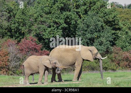 Eine Elefantenkuh (Loxodonta africana) und ihr Kalb fressen die Rinde von einem Zweig. Im Hintergrund ist ein Wald zu sehen. Unverlierbar Stockfoto