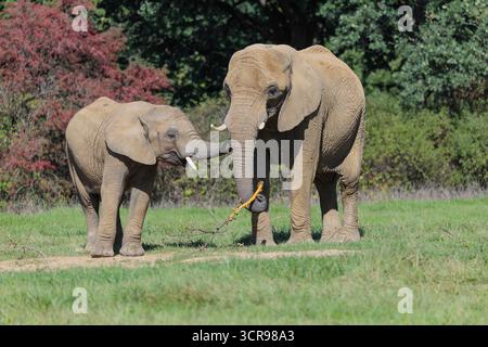 Eine Elefantenkuh (Loxodonta africana) und ihr Kalb fressen die Rinde von einem Zweig. Im Hintergrund ist ein Wald zu sehen. Unverlierbar Stockfoto