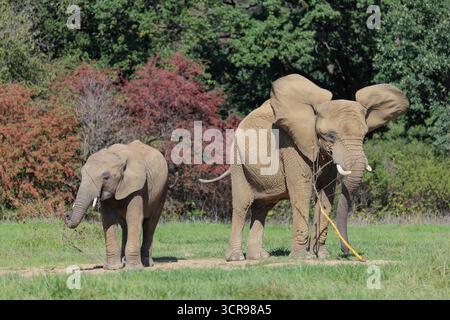 Eine Elefantenkuh (Loxodonta africana) und ihr Kalb fressen die Rinde von einem Zweig. Im Hintergrund ist ein Wald zu sehen. Unverlierbar Stockfoto