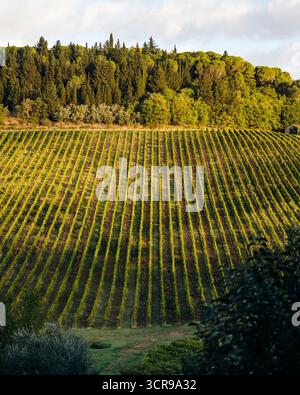 Blick auf die hübschen Reihen von leuchtend grünen Weinreben, die sich über die sanften Hügel unter einem Walddach erstrecken und in das warme Leuchten der untergehenden Sonne Ba getaucht sind Stockfoto