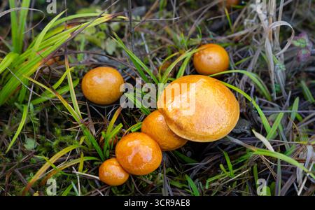 Gruppe von wilden Orangenpilzen, die zwischen grünem Gras und Moos in Waldnähe wachsen. Stockfoto
