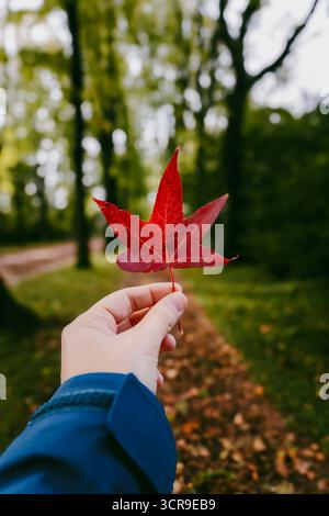Die Hand hält ein leuchtendes rotes Ahornblatt vor einem unscharfen Hintergrund eines Waldweges und fängt die wunderschönen Farben des Herbstes ein Stockfoto