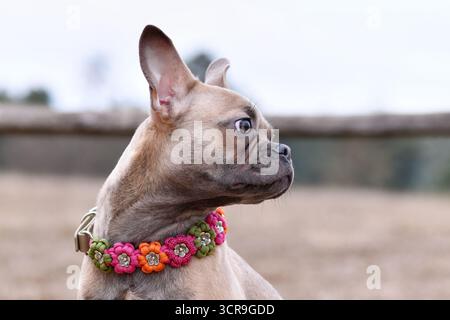 Porträt eines gesunden französischen Bulldoghundes mit sehr langer Nase Paracord-Blumenkragen Stockfoto