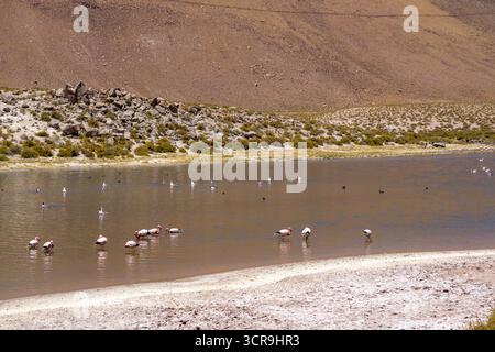 Flamingos in der Lagune der Atacama-Wüste, südamerikanische Tierwelt in der Landschaft der hohen Anden und unberührtes chilenisches Ökosystem Stockfoto