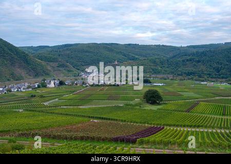 Weinbergslandschaft Moseltal bei Ellenz-Poltersdorf Deutschland im Frühherbst Stockfoto