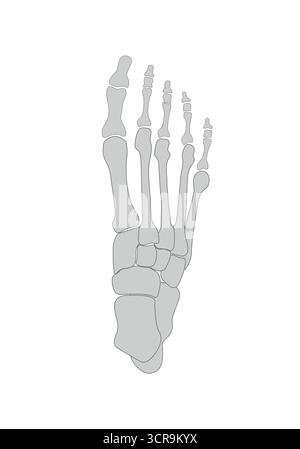 Bild der Fußanatomie mit Knochen. Isoliert auf weißem Hintergrund. Stock Vektor