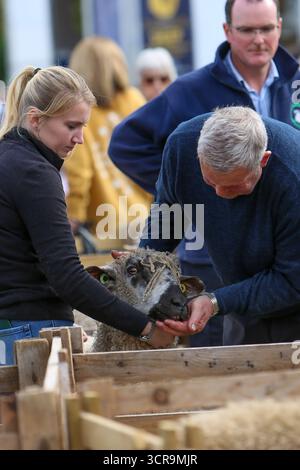 40. Masham Sheep Fair, North Yorkshire 2025 Stockfoto