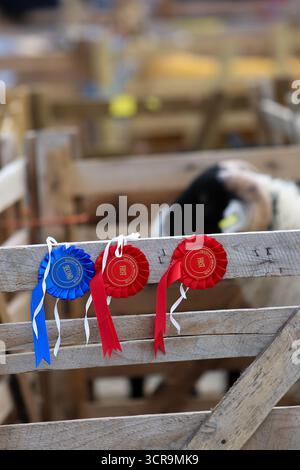 40. Masham Sheep Fair, North Yorkshire 2025 Stockfoto