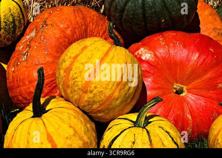 Dieses Bild zeigt eine Sammlung verschiedener Kürbisse in Orange-, Gelb- und Grüntönen, die eine festliche Herbstszene schaffen. Die Kürbisse sind es Stockfoto