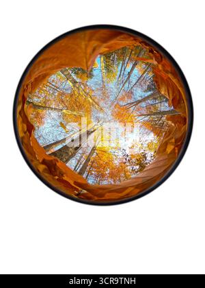 Herbstwald aus einem niedrigen Winkel mit Blättern am Himmel isoliert auf weißem Hintergrund Stockfoto