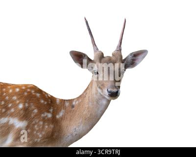 Weibliche Hirsche auf weißem Hintergrund Stockfoto