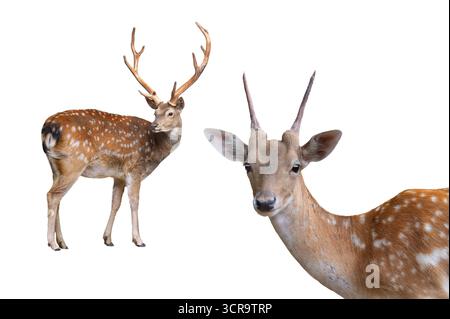 Weibliche und europäische Damhirsche isoliert auf weißem Hintergrund Stockfoto