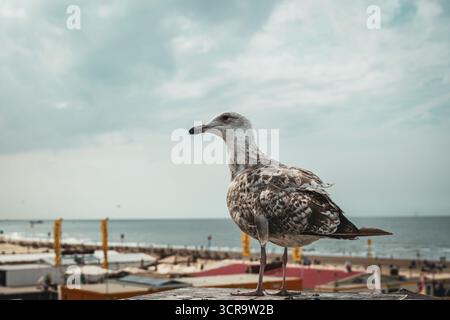 Junge, graue und braune gefiederte Möwe stehend, Nahaufnahme, keine Leute Stockfoto
