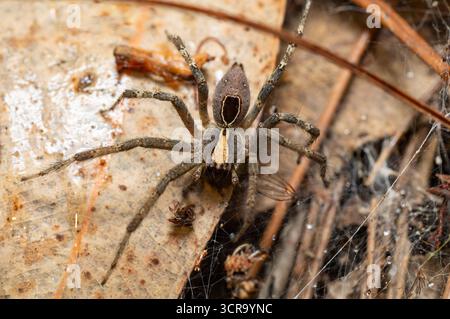 Terrestrische Wolfsspinne (Lycosidae) mit einem markanten hellen Medianstreifen und dunklen Markierungen, getarnt auf Waldblattstreu in Andasibe Madagaskar wi Stockfoto